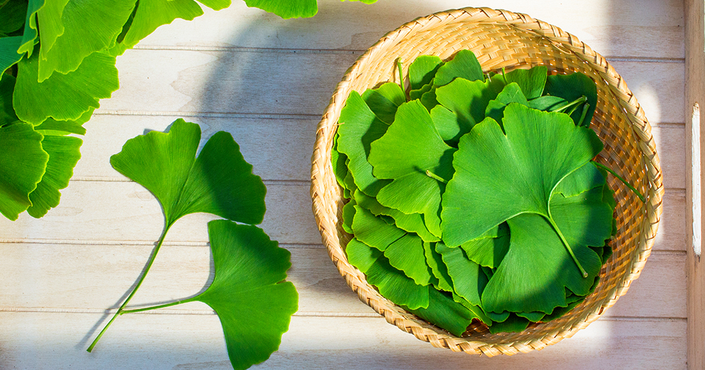 Abgeschnittene Blätter der Ginkgo Biloba Pflanze im Körbchen - Ginkgo Biloba und mentale Fitness