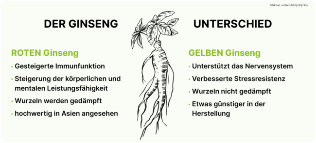 Roter und gelber Ginseng: Wirkungsvergleich und Anwendungsgebiete