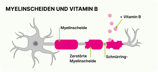 Regeneration der Myelinscheiden durch Vitamin B12